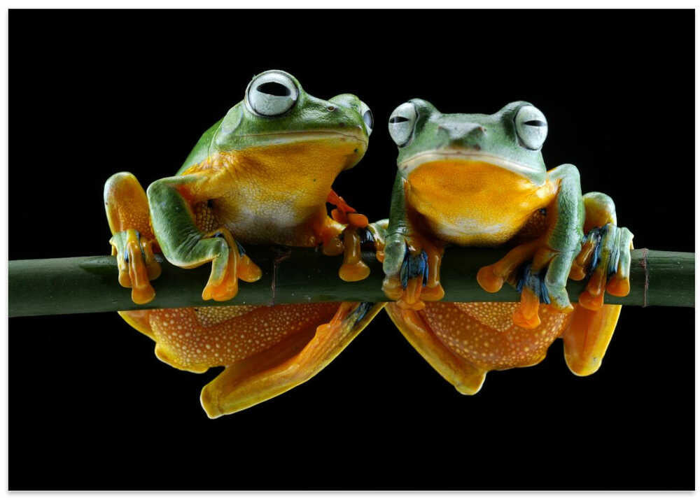 Two Frogs