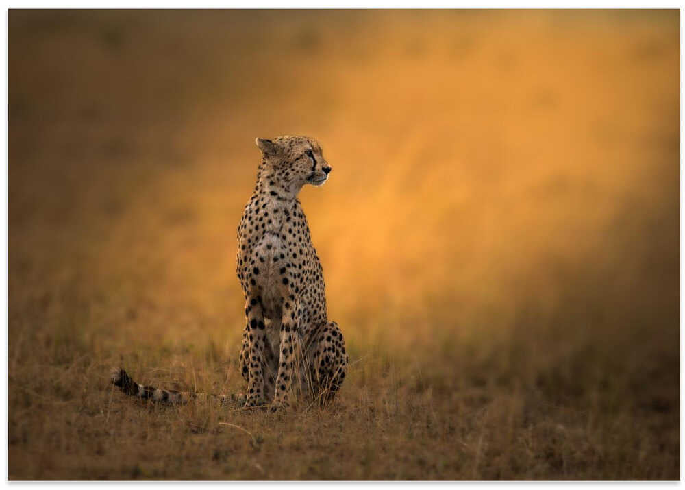 Sunlit Cheetah