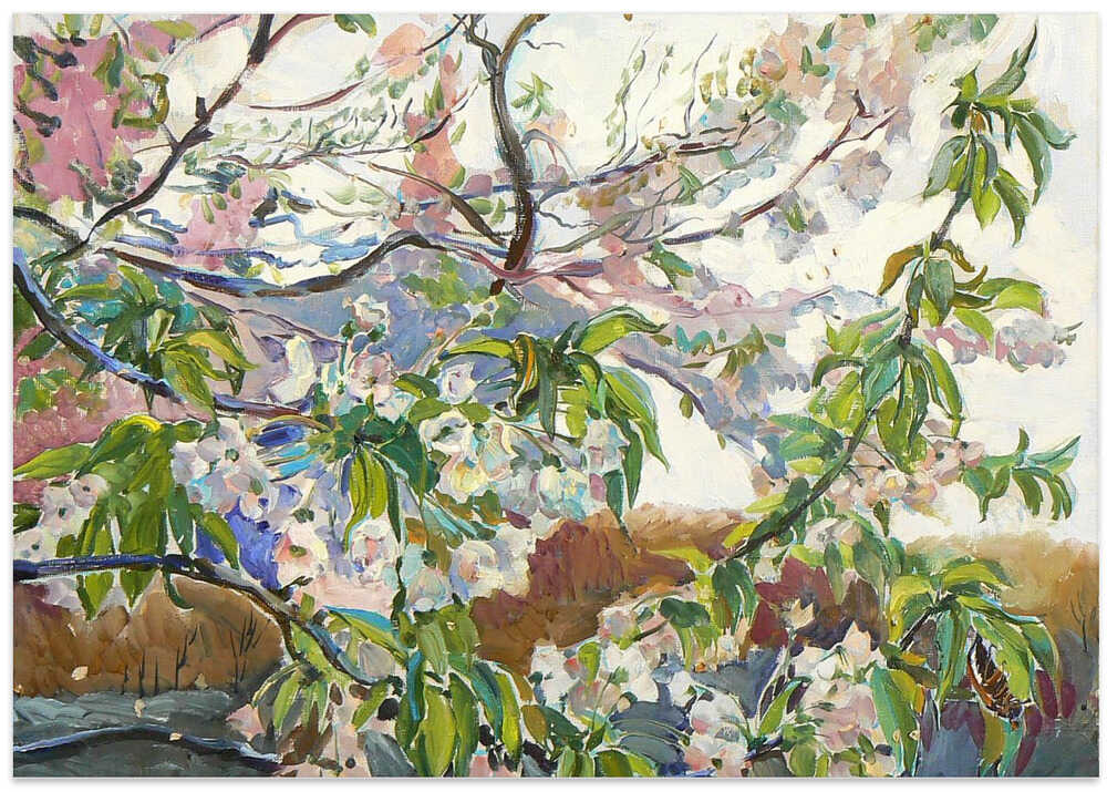 Cherry Blossoms In Spring