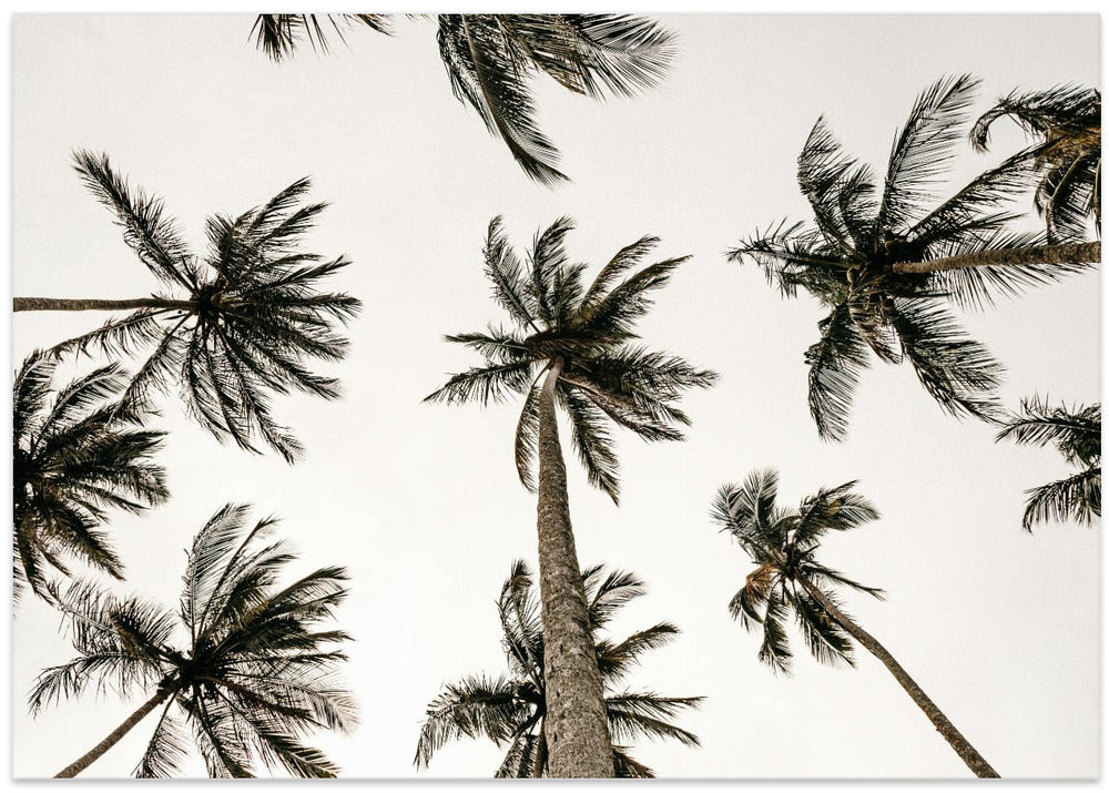 “Palm Skyview”