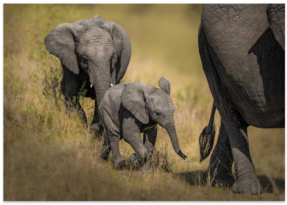 Mom wait , we are coming