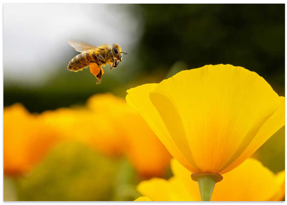 The Pollinator’s Promise