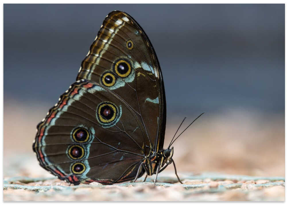 Morpho peleides