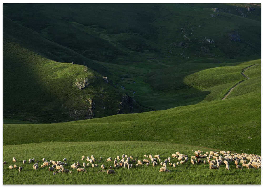 Sheep in Restelice