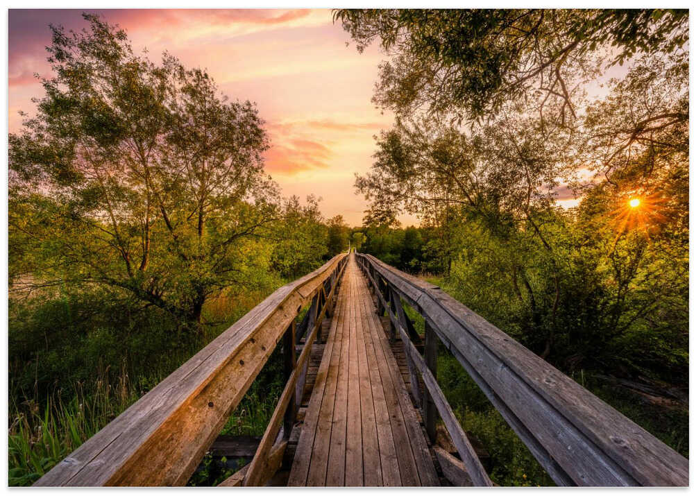 Bridge in jungle looking landscape