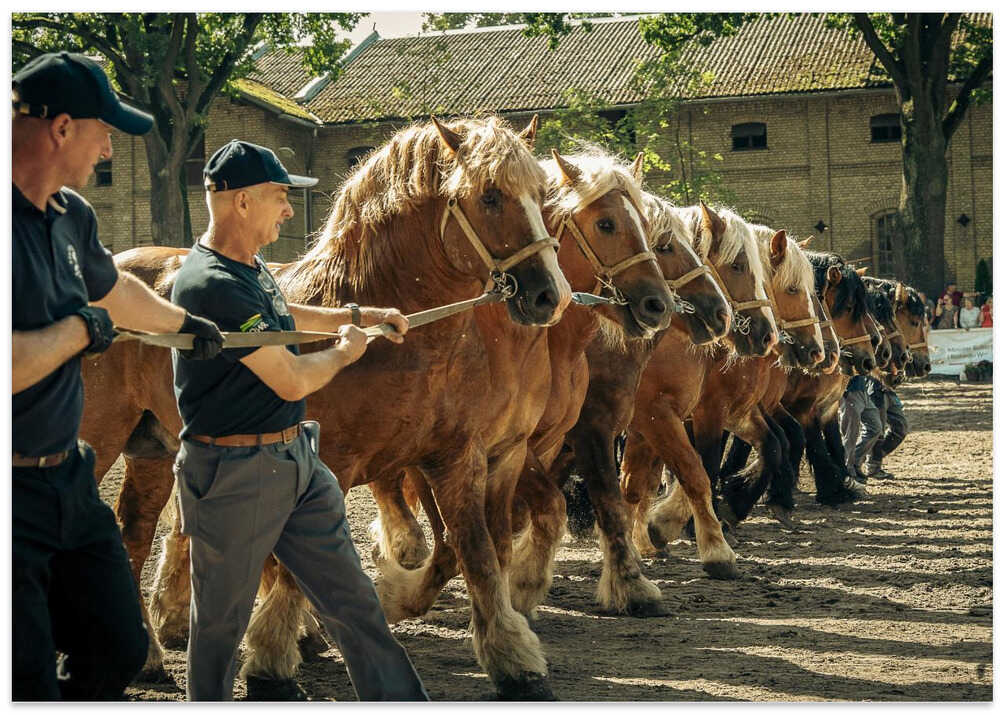 a short story about cold-blooded stallions from Poland - take 1