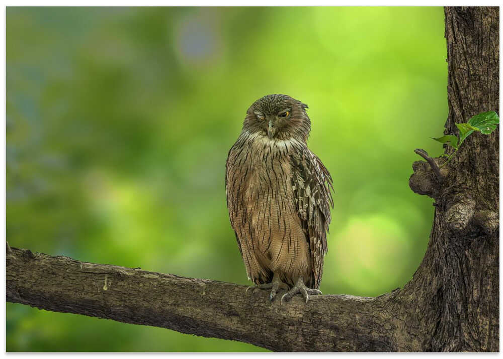 Brown fish owl