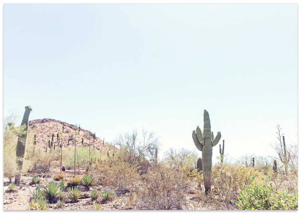 Phoenix Desert Landscape