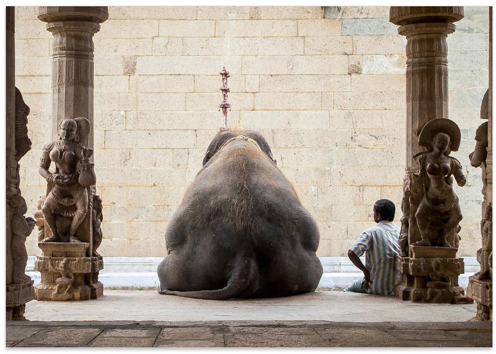 The Elephant & its Mahot