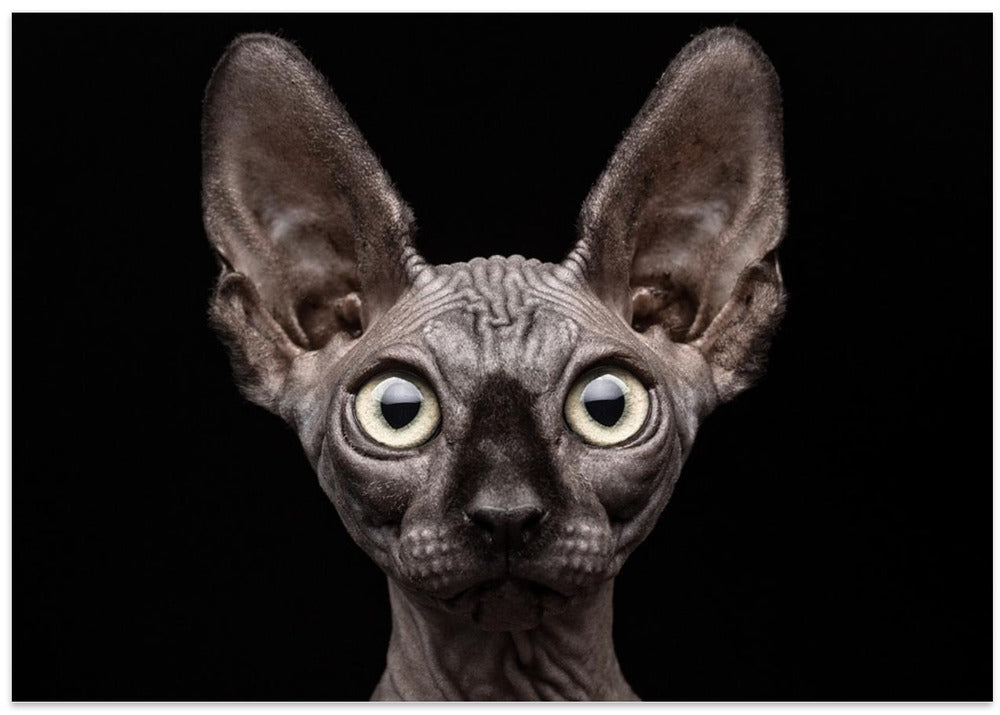 Sphynx Cat