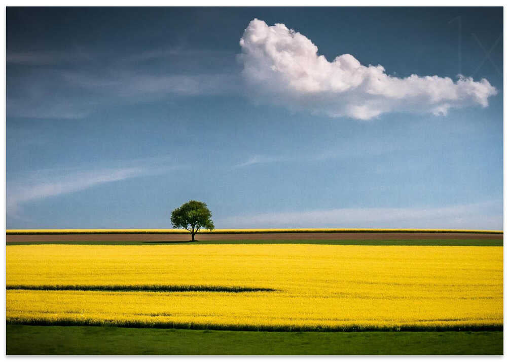 The Tree and the Cloud