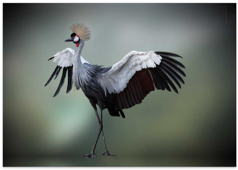 top model in the photos studio ....