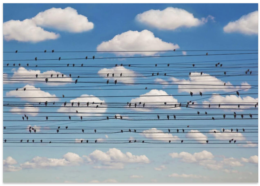 Cantus Arcticus - Concerto for Birds