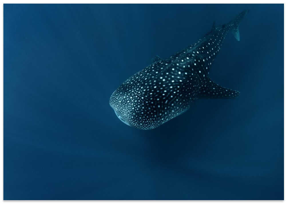 Spirit of deep water