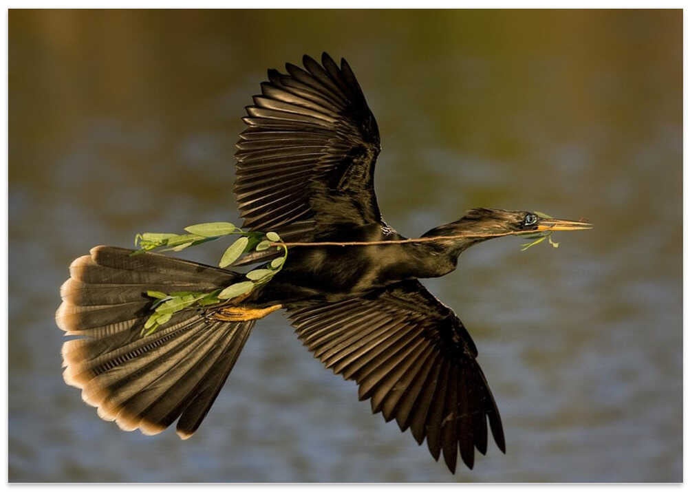 Returning to nest !!!