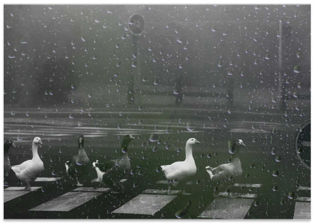 crossing the road ....