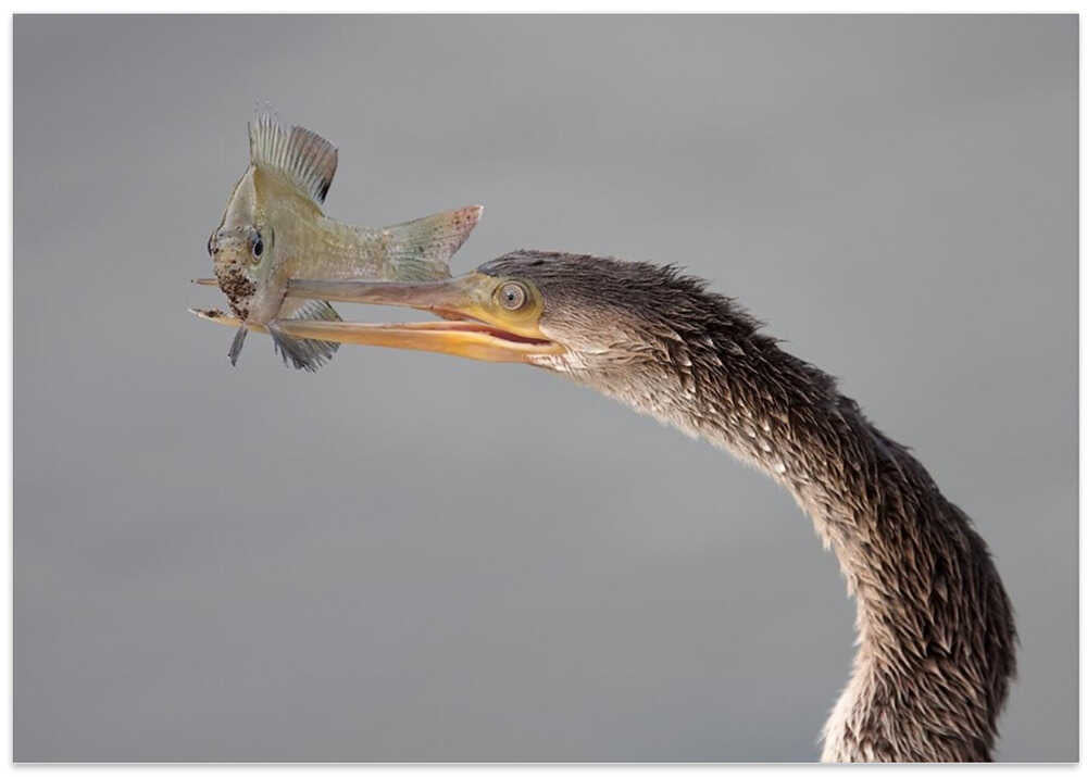 Oh Oh ... not looking good !!!