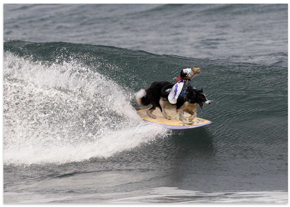 Riden them cowboy !!!!!