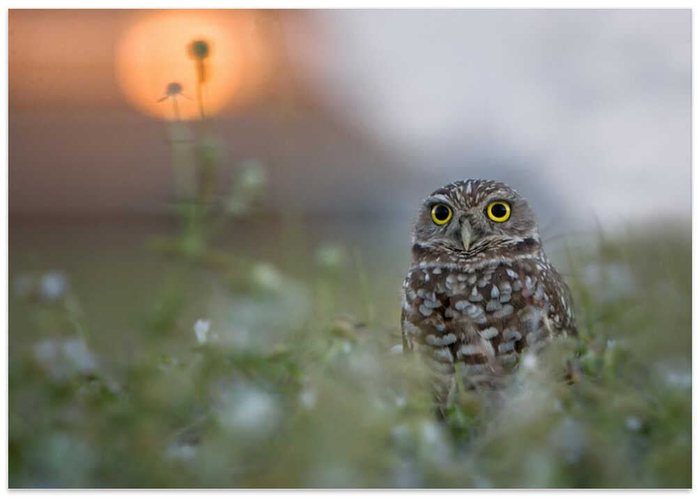 Last light at the nest !!