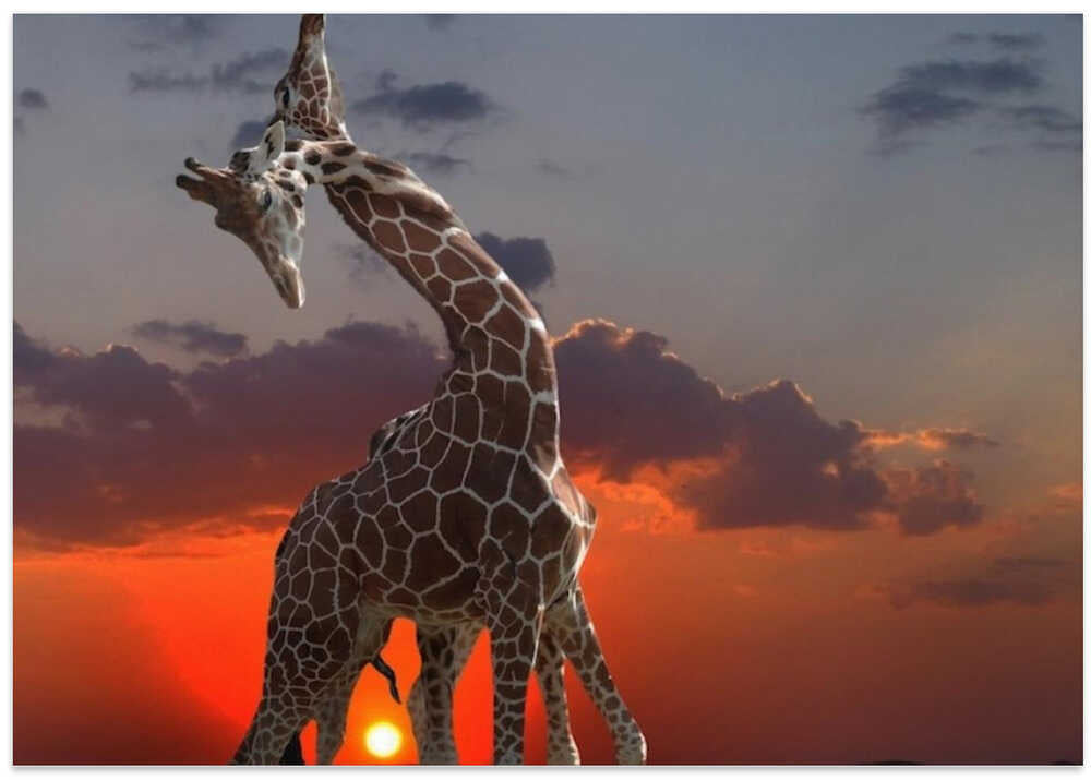 girafes at sunset