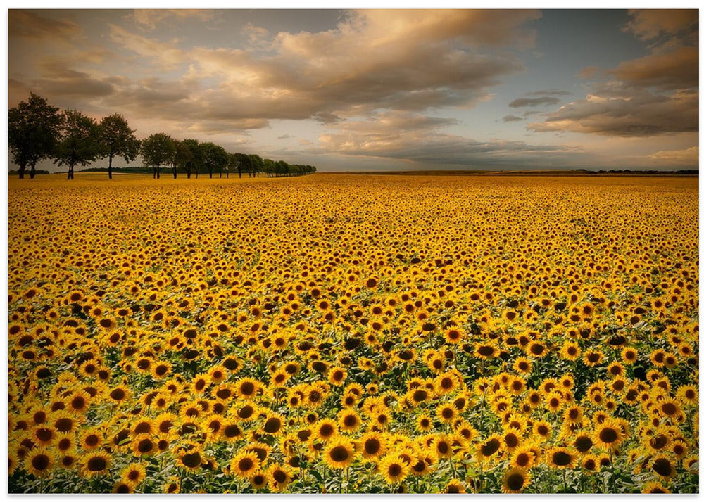 Sunflowers