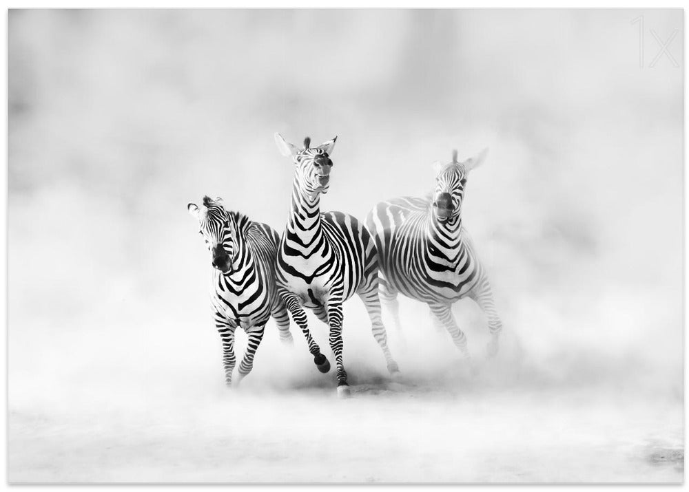 ZEBRAS