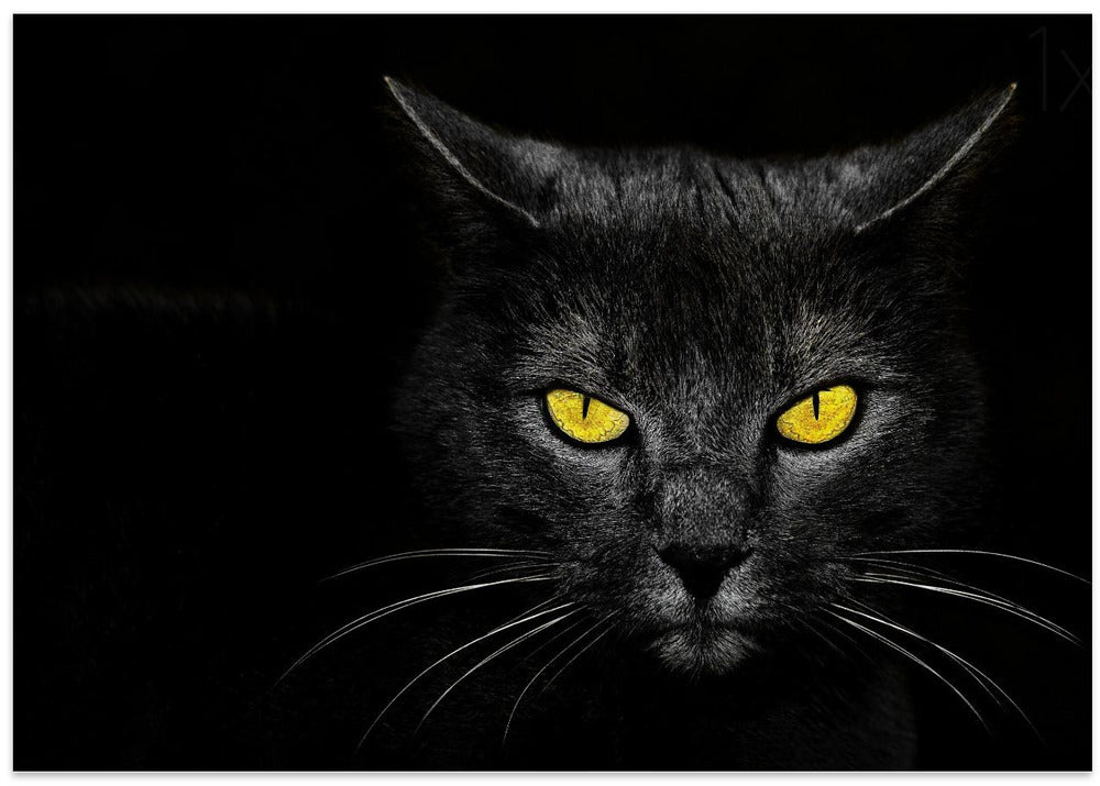 Black Cat