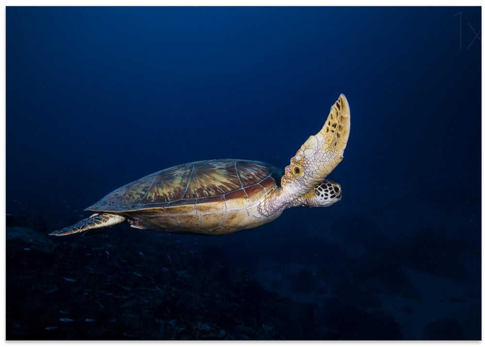 Green Turtle