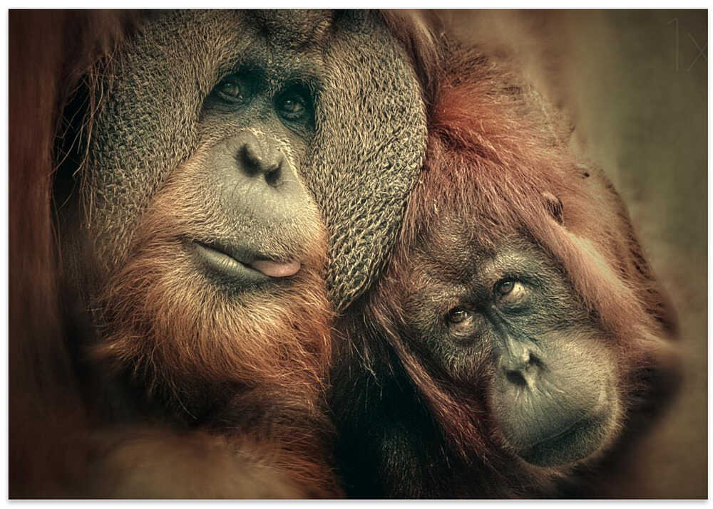 THE PEOPLE OF THE FOREST