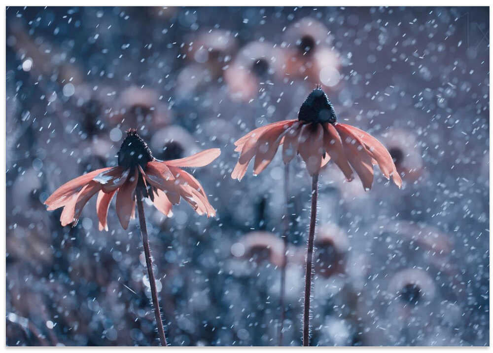 La Fraicheur d'un Matin d'été