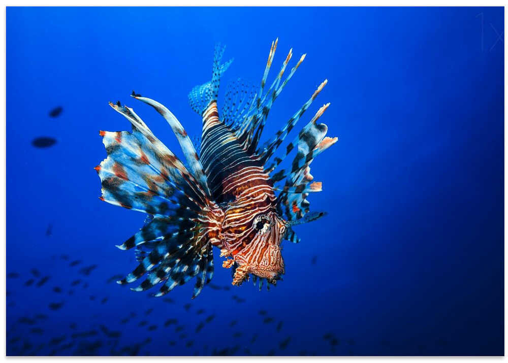 Lionfish