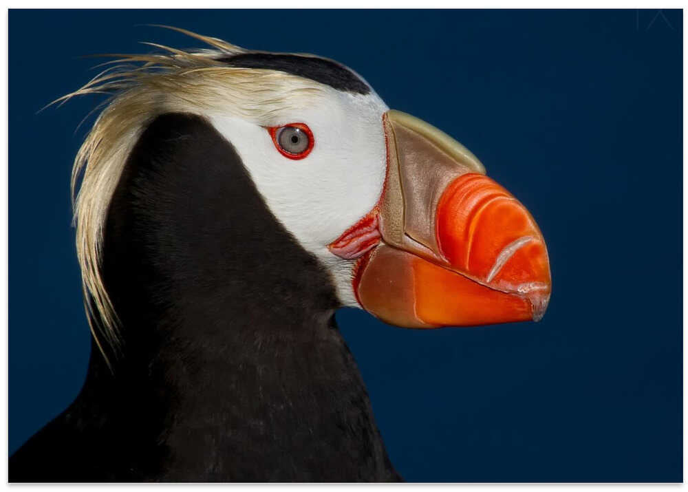 Tufted Puffin