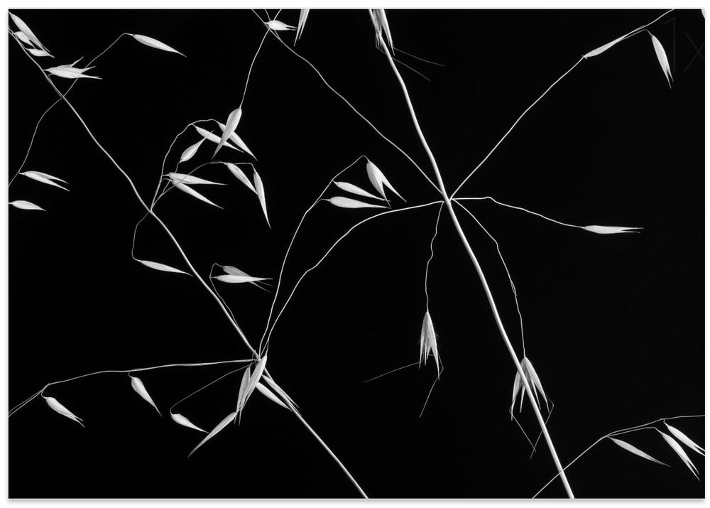 Art Prints of Crossed Lines