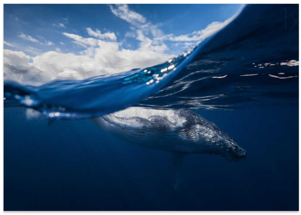 Humpback whale and the sky