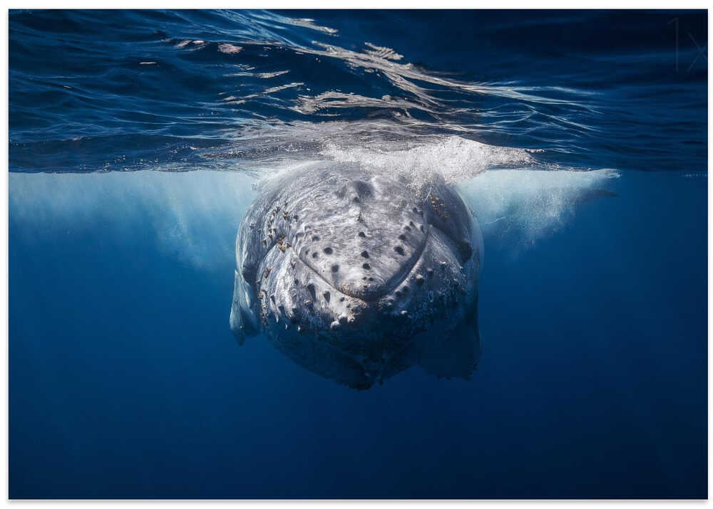 Face to face with Humpback whale