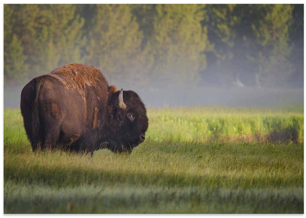 Bison in Morning Light