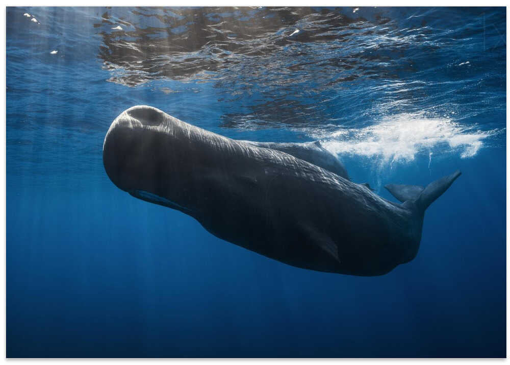 Sperm whale