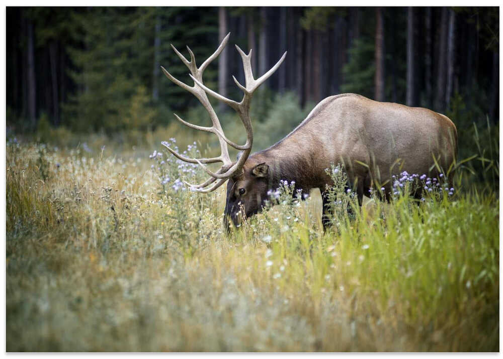 The Elk