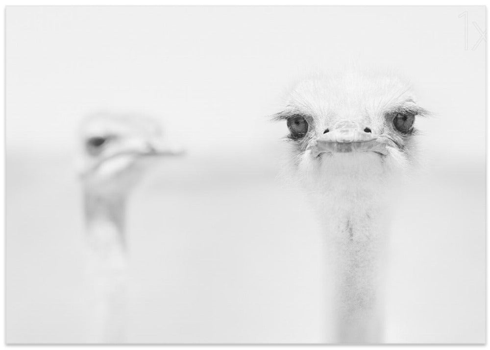 Funny ostrich