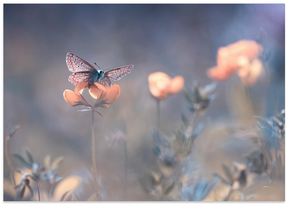 The Lady of Lothlorien