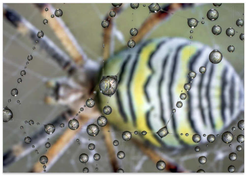 The mirror of the spider