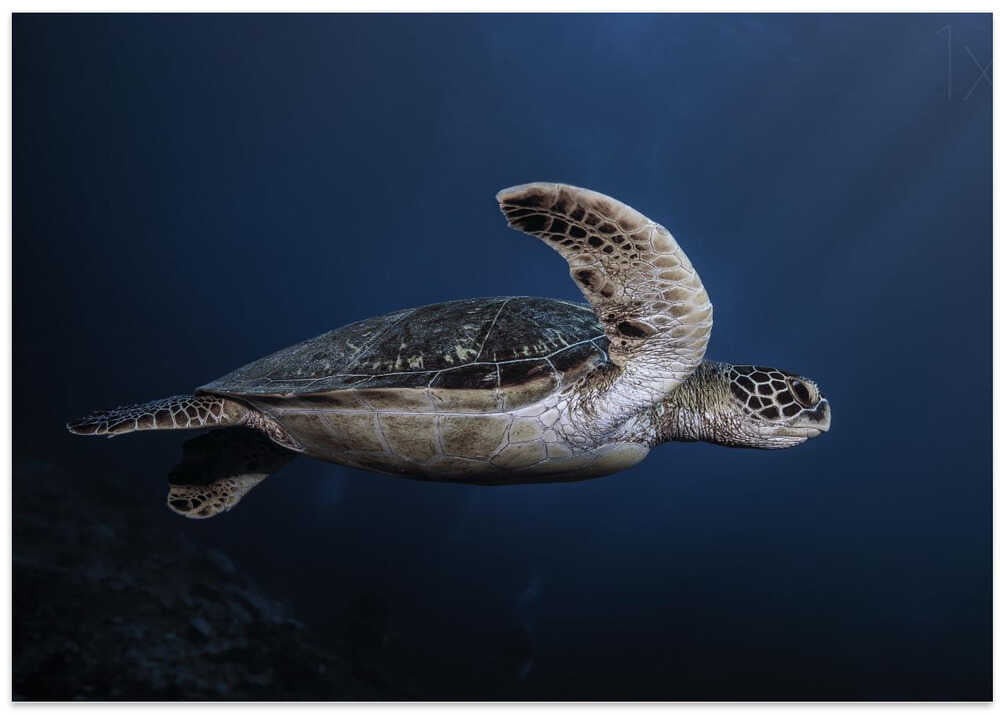 Marine life: Green Turtle
