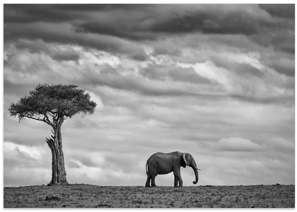 Elephant Landscape