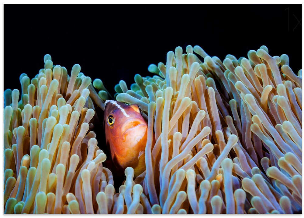Clownfish
