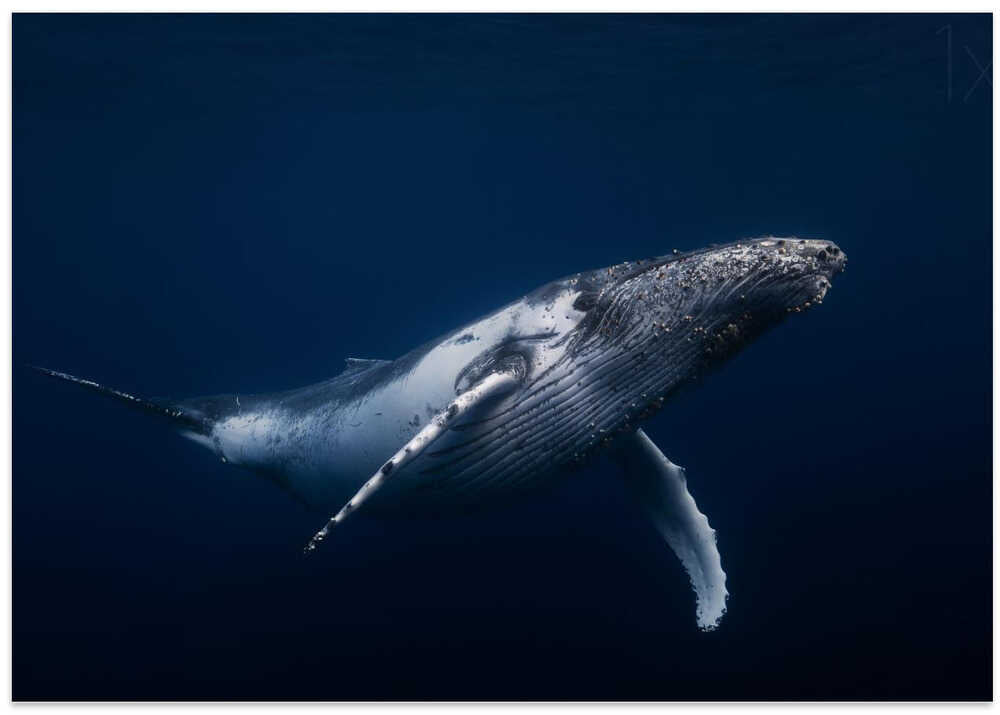 Humpback whale in blue