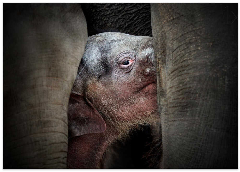 THE IMMEMORIAL KNOWLEDGE OF THE NEWBORNS