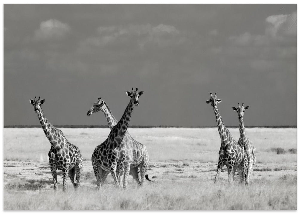 Look Girl Strange Animals