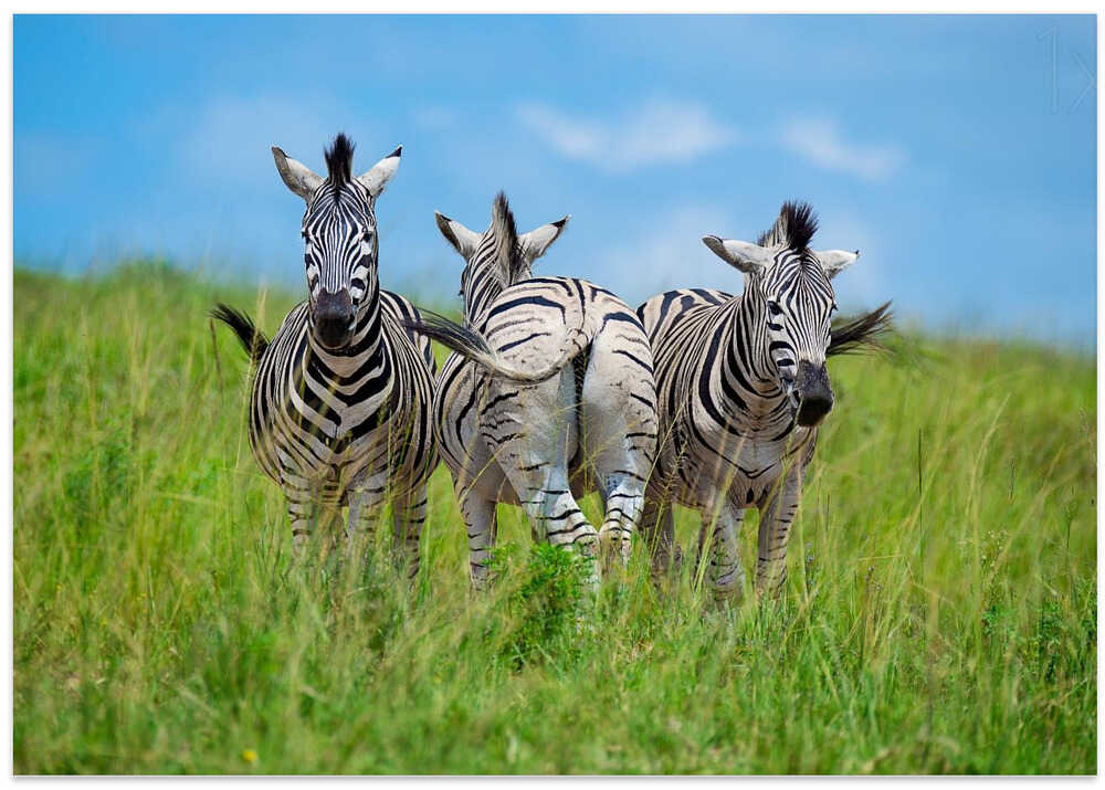 curious / annoyed / curious