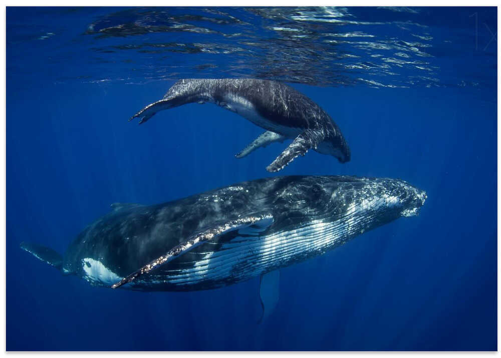 Humpback Whales, Reunion Island