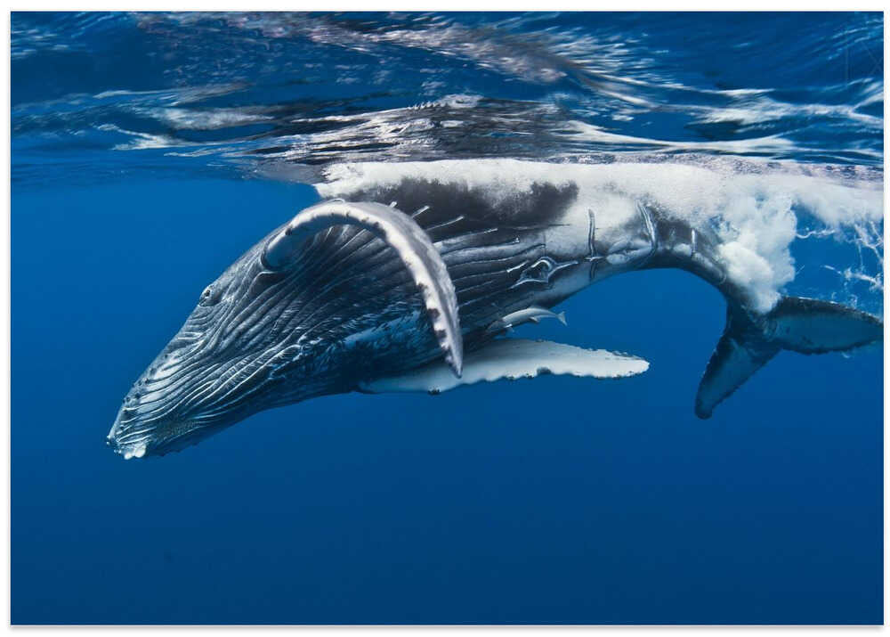 Humpback whale calf, Reunion Island
